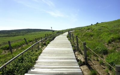 thérapie AFV chemin apaisant